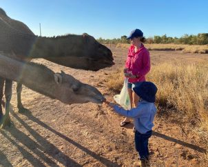 Selina and her son feeding camels