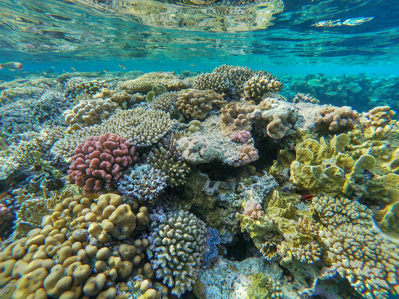 Comparing coral communities
