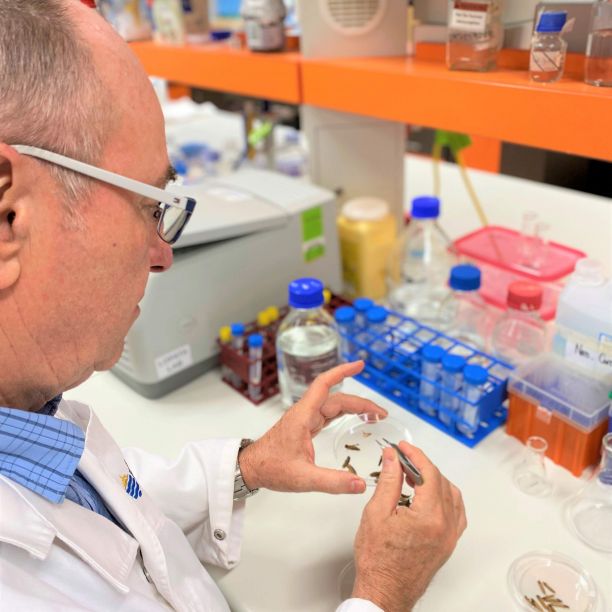 JCU Professor Andreas Lopata holding up a petri dish with dried crickets and using tweezers to pick them up. 