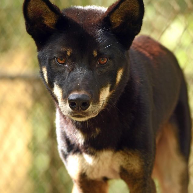 A black and tan dingo named Jiemba staring directly forward. 