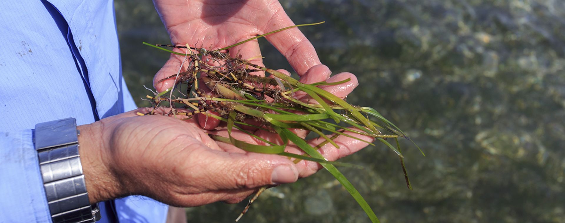 A researcher holds seagrass seedlings
