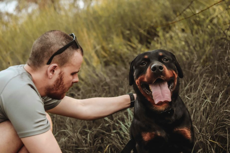 Rottweilers have been found to suffer from a reduced lifespan after the snip.