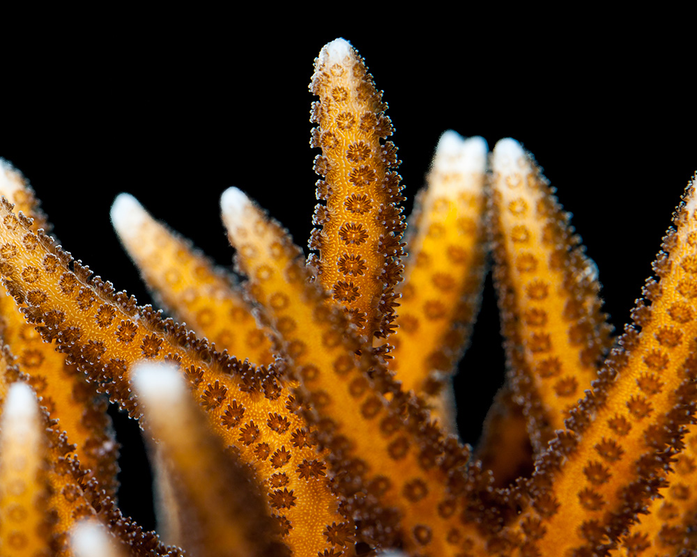 Individual coral Close up of a coral