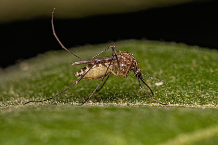Southern house mosquito