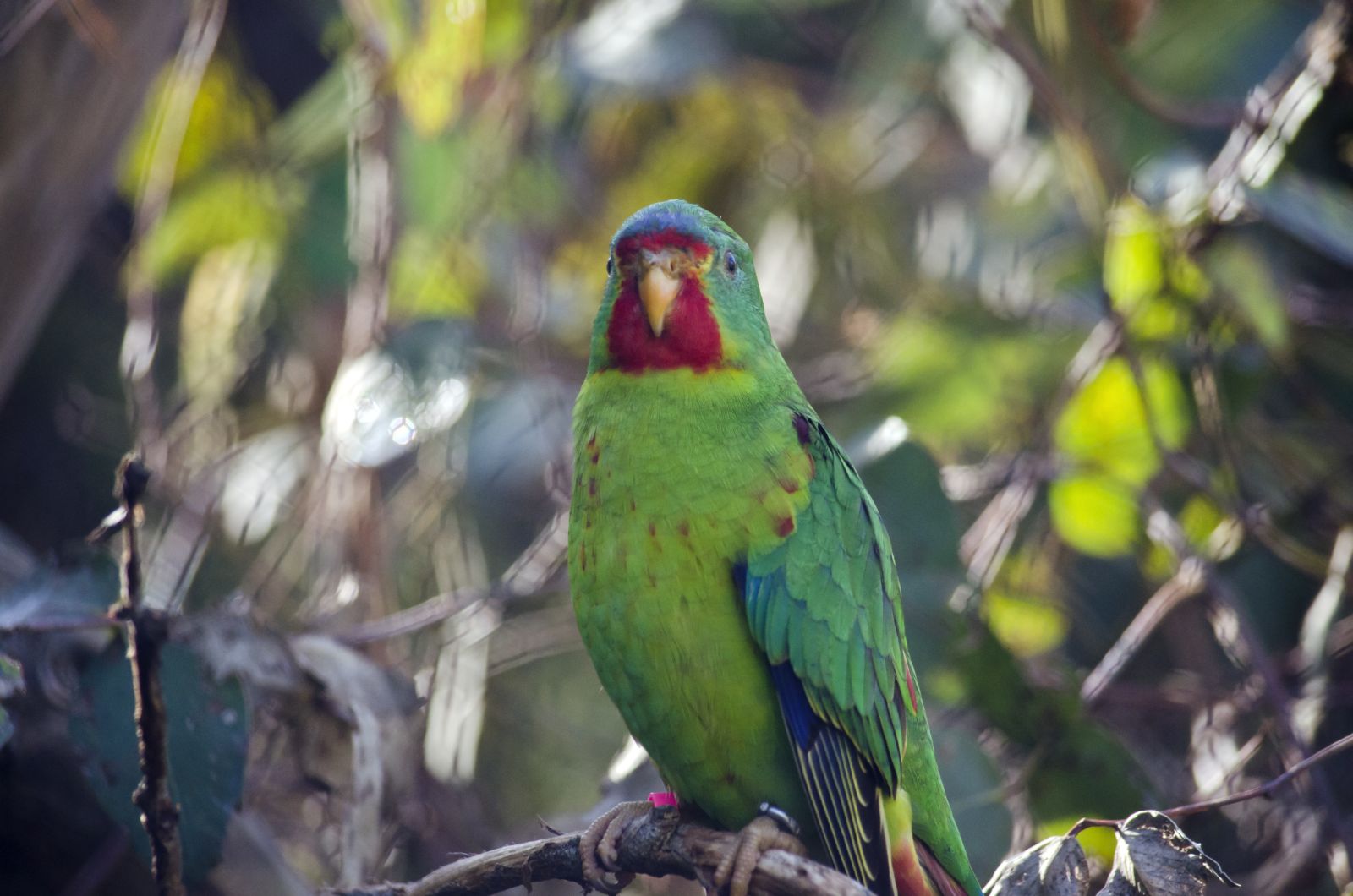 Swift Parrot
