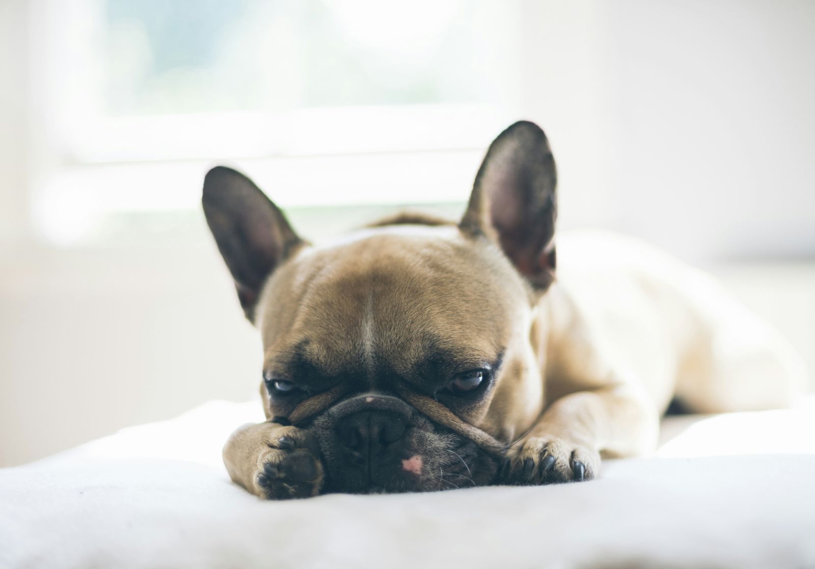 French bulldog