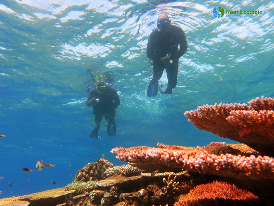 Australia Award Fellow snorkelling on the Great Barrier Reef