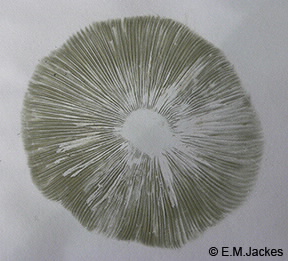 Image of spore print of Chlorophyllum molybdites