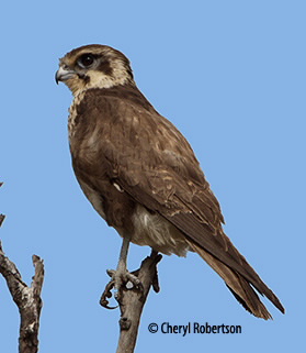 falcon perched
