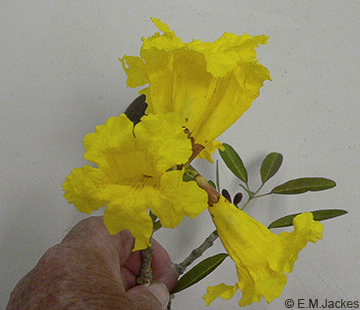 Image of flowers of T. aurea