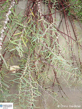 Image of Indigofera linifolia