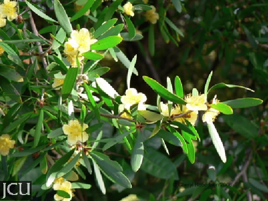 Neofabricia myrtifolia