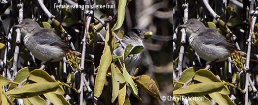 Female eating mistletoefruit