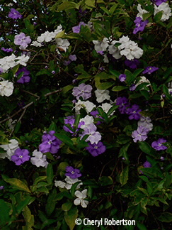 View of shrub in flower