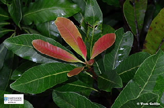 Image of Buchanania leaves