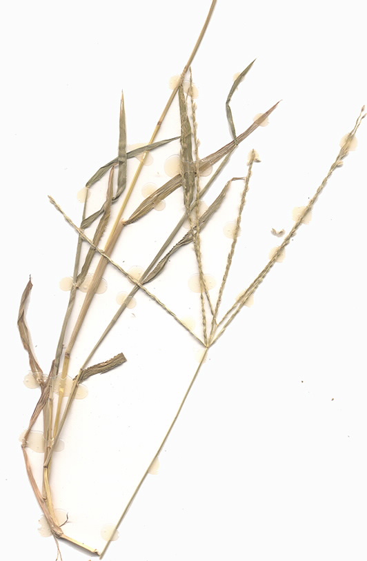 Scan of Digitaria eriantha