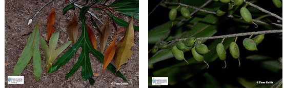 Images of Grevillea baileyiana leaves and seed pods