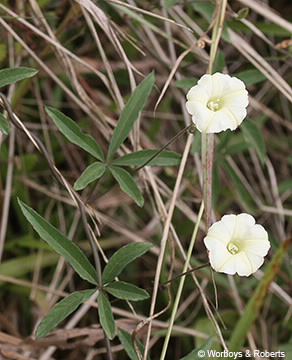 Image of Merremia quinquefolia
