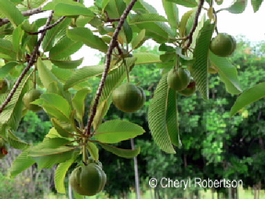 fruits