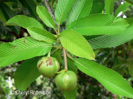 fruit closeup