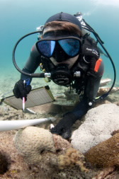  scuba diver recording coral