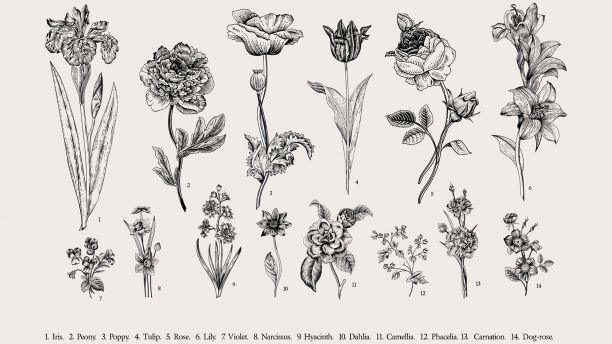 Botanical illustrations of flowers