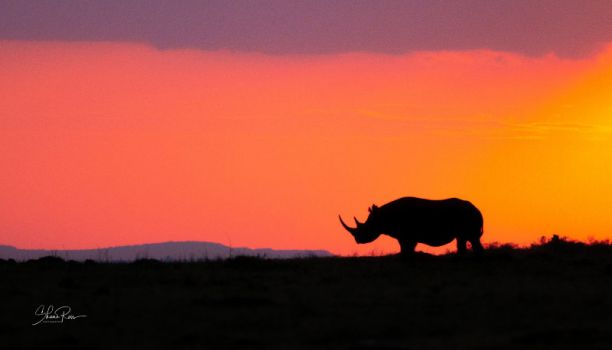 A Rhino silhouetted at sunset.
