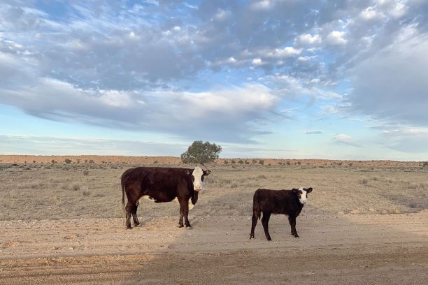 Cattle in outback