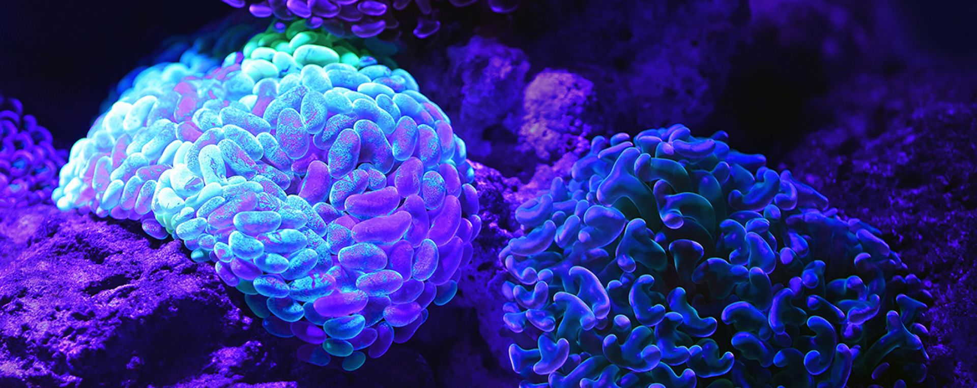 soft, brain-like coral