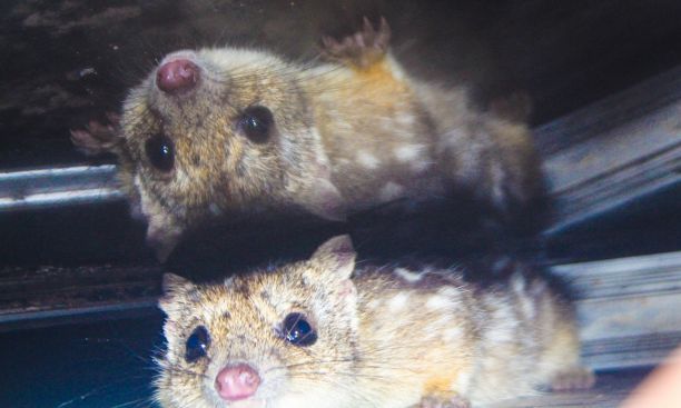 A small northern quoll that is brown with white spots crouching and its reflection showing up side down. 