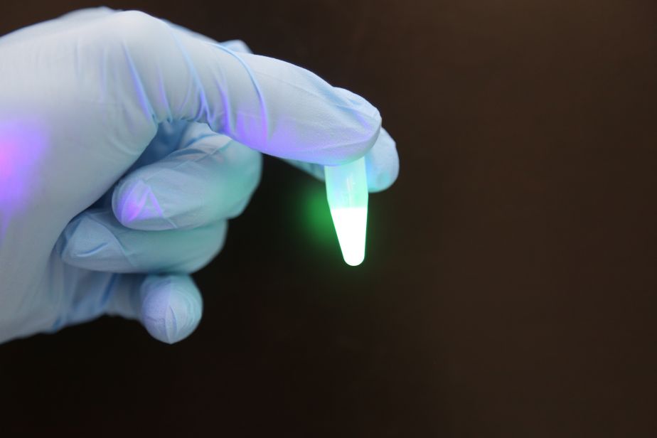 The COVID-19 fluorescent protein used in the JCU team’s study of Rapid Antigen Tests.