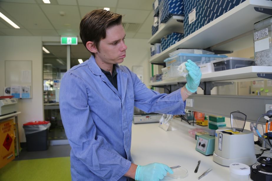 JCU PhD candidate Scott Morrissey examines an Australian box jellyfish specimen in the lab. 