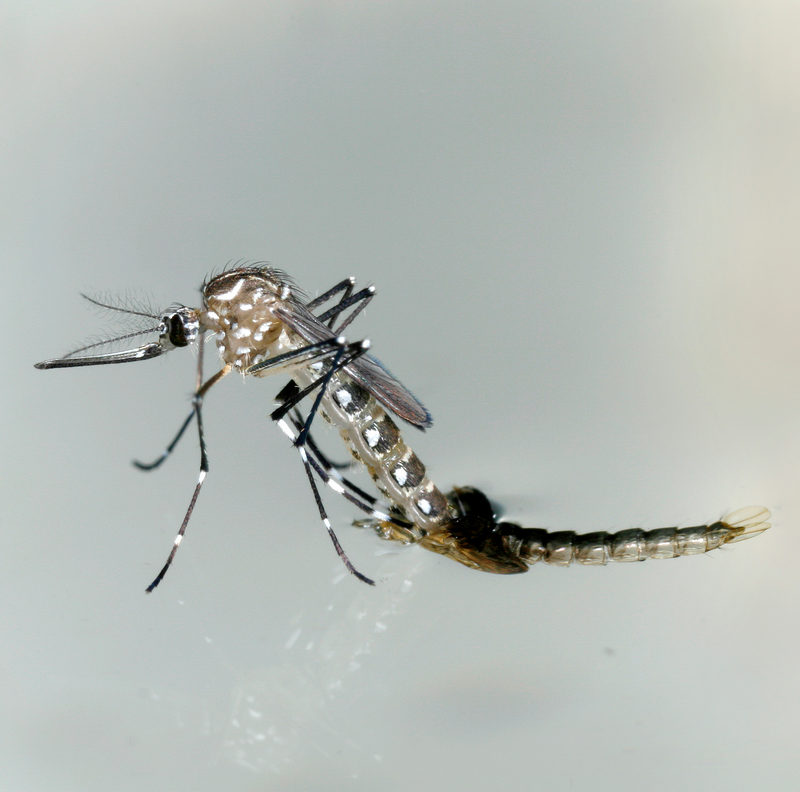 Tropical Health Security