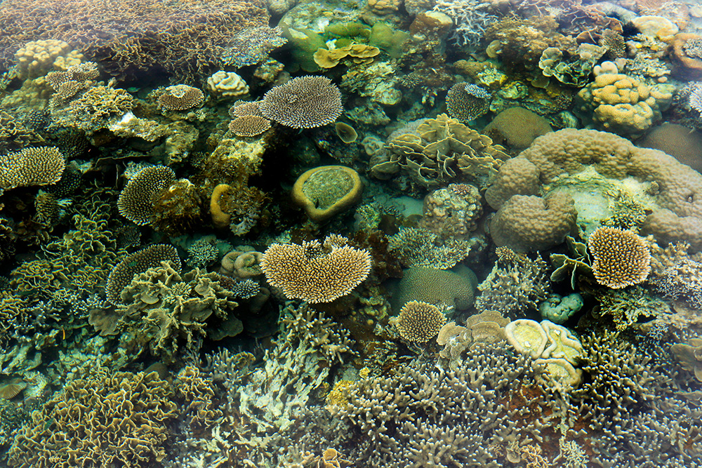 A gathering of corals Many corals in the one reef