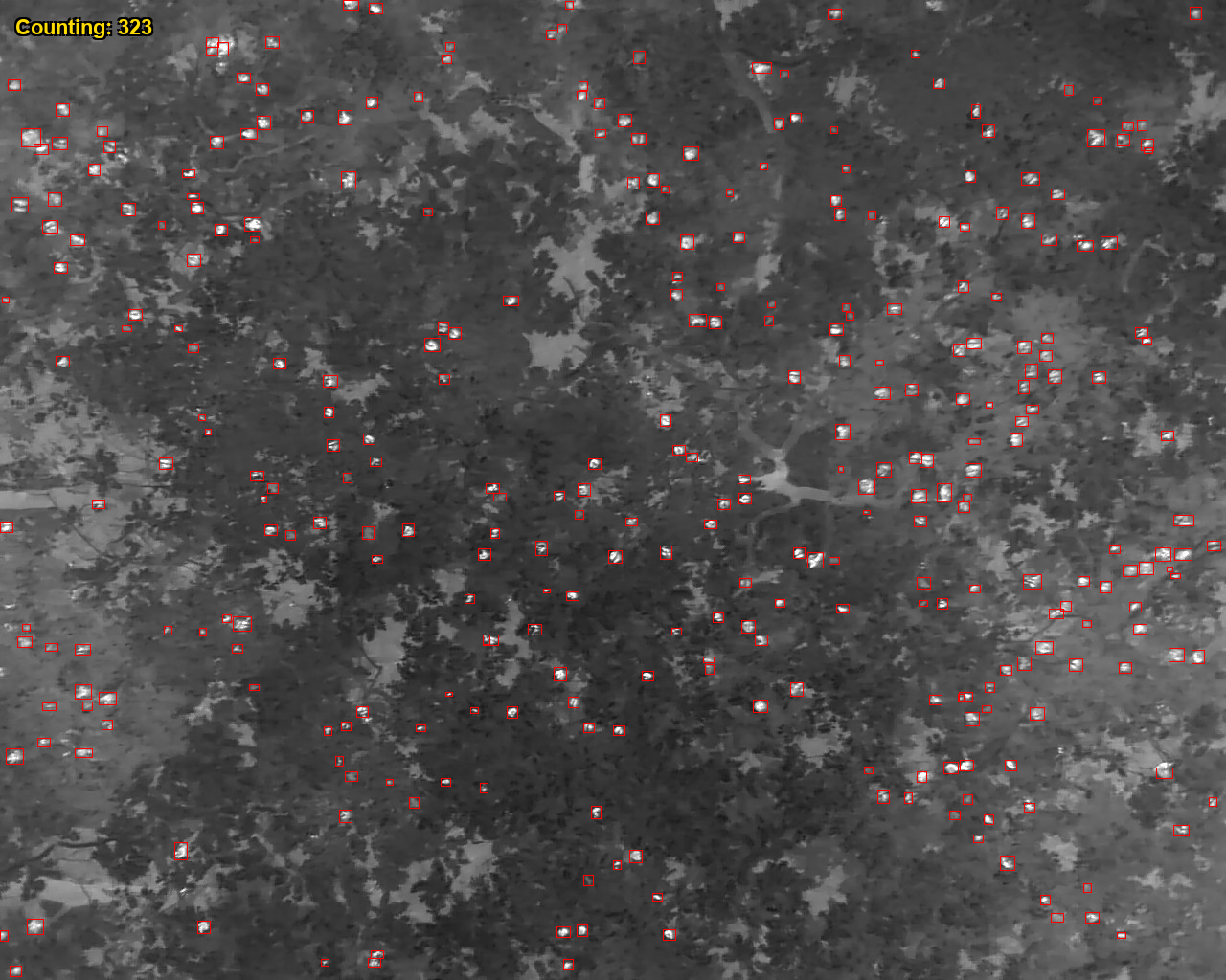 Using thermal drones and automated image analysis to monitor spectacled flying-foxes Using thermal drones and automated image analysis to monitor spectacled flying-foxes