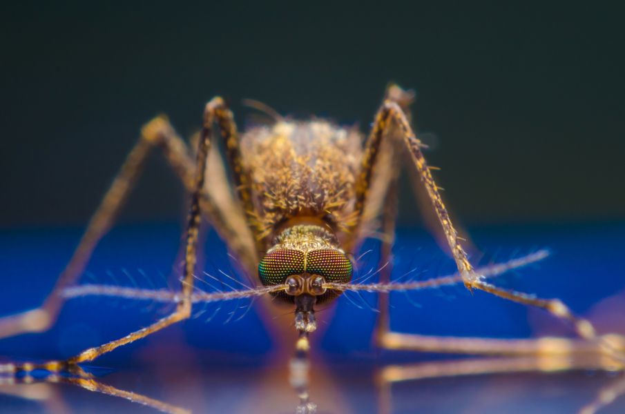 Mosquito Mosquito