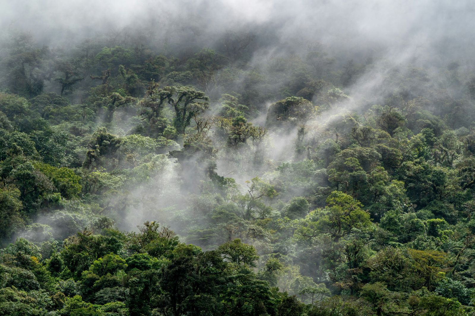 Rainforest