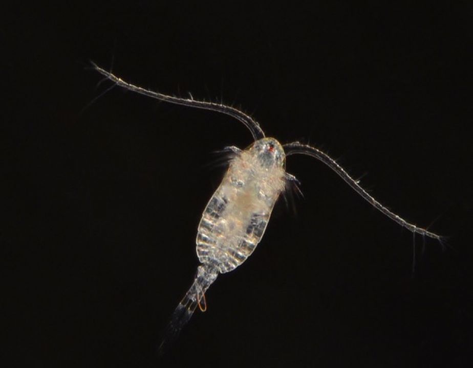 Female zooplankton