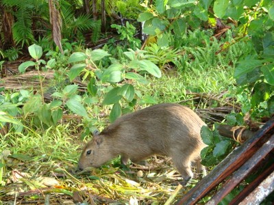 A Capybara