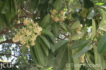 Image of Alstonia flowers and leaves