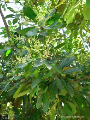 Buchanania arborescens
