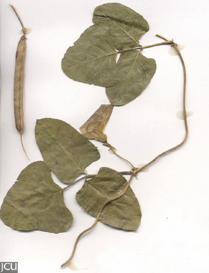 Centrosema pubescens (syn. C. molle)