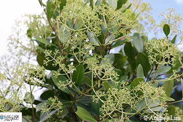 Image of Syzygium hemilamprun