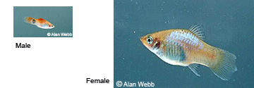 Image of Male and Female platys