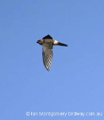 white-rumped swiftlet