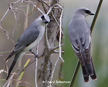 whitebellied cuckoo-shrikes
