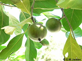 Image of Randia fruit