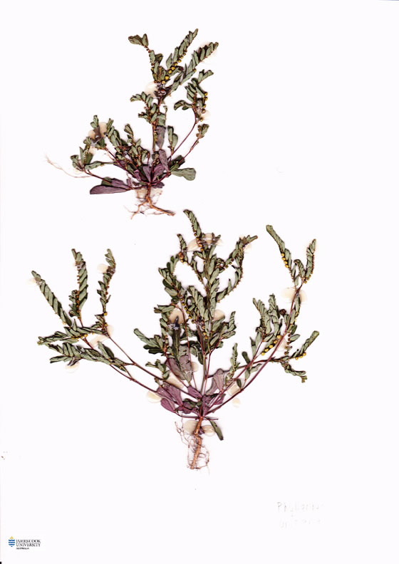 Scan of Phyllanthus