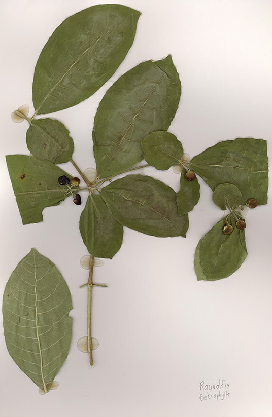 Scan of Rauvalfia tetraphylla