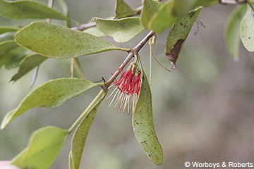 Mistletoe image